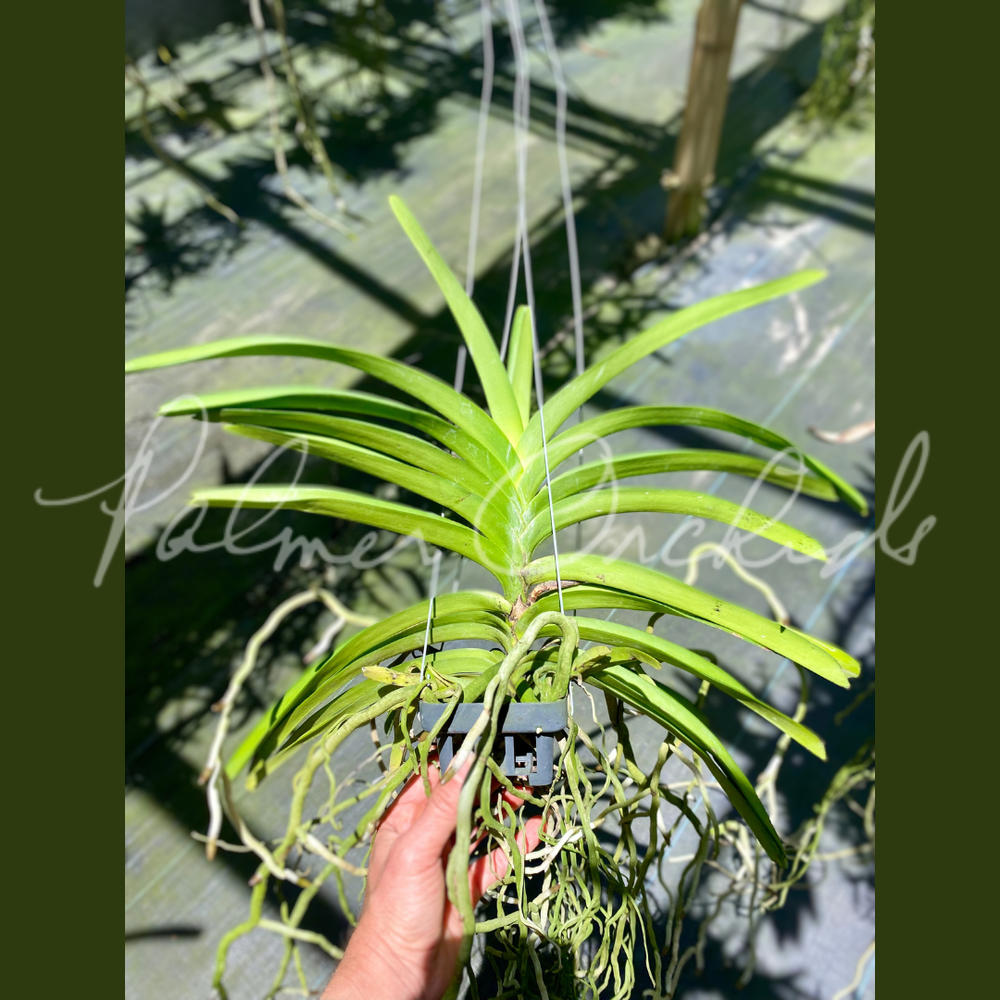 Van. Nopporn Orange Rosy-Sasicha — Palmer Orchids